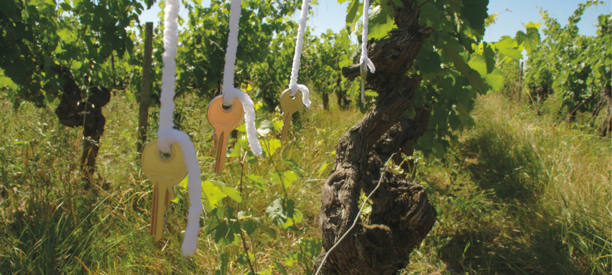 vignes clés de la réussite