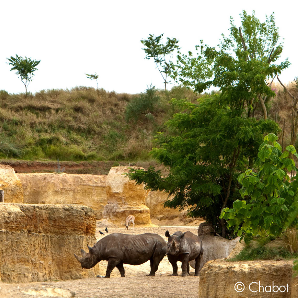 bioparc rhinoceros