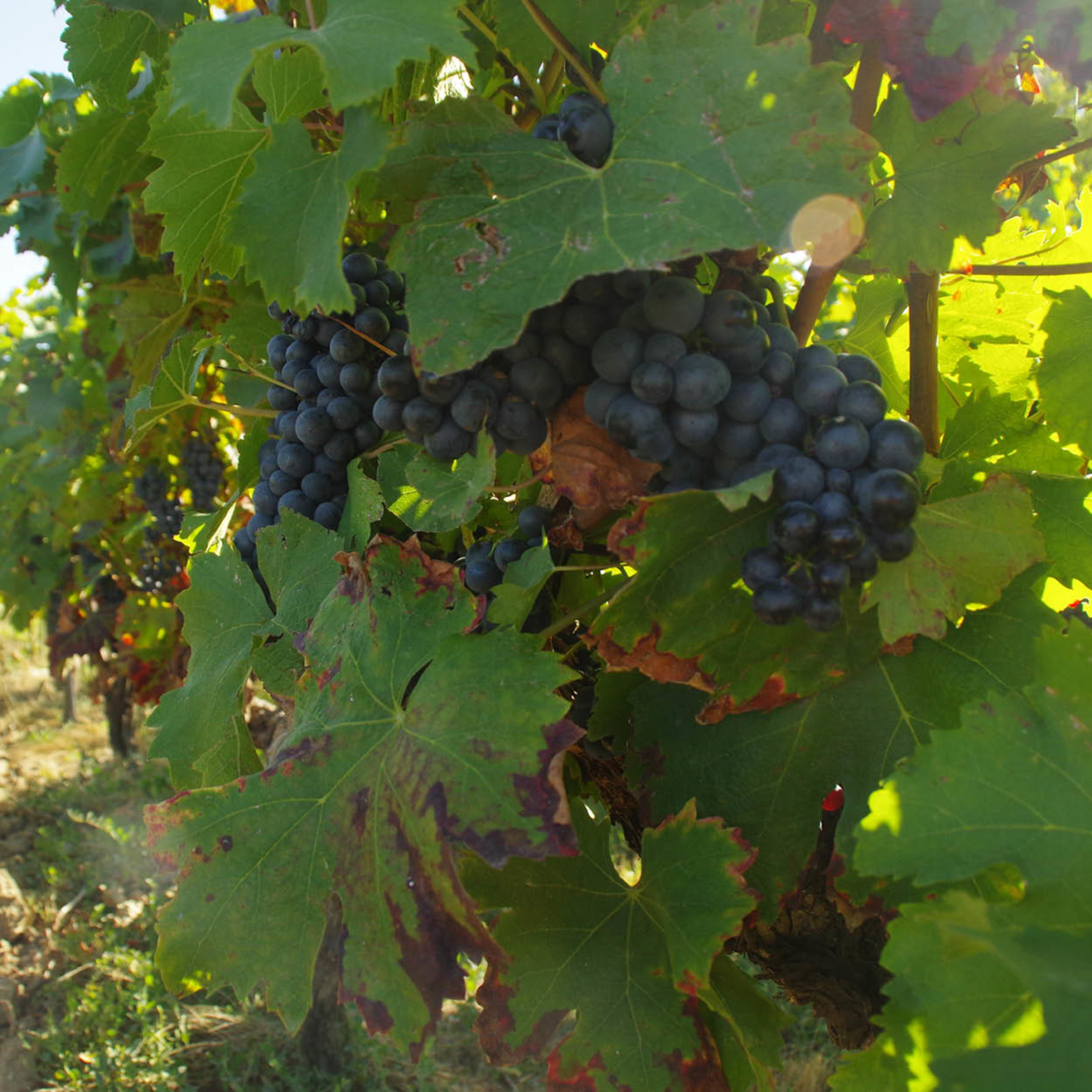 vigne raisin séjour œnologique