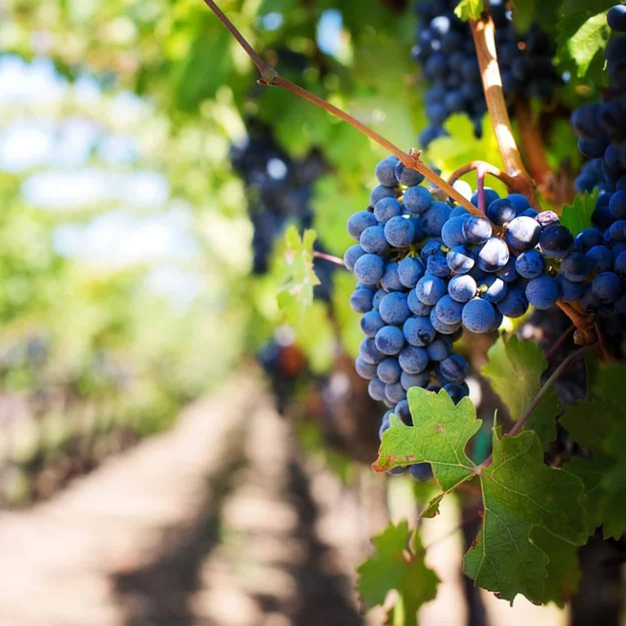 sejours-gastronomiques-vin