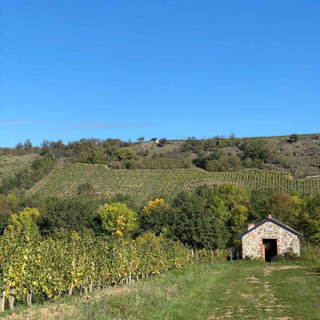 randonnee nature vignes