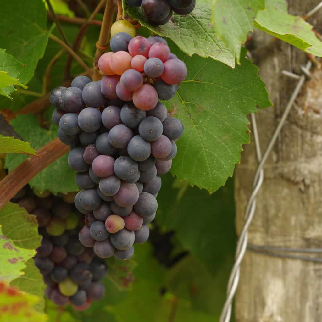 val de loire vignes