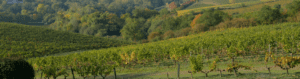 Loire Secrets - Séminaire dans un domaine viticole vignes - Val de Loire