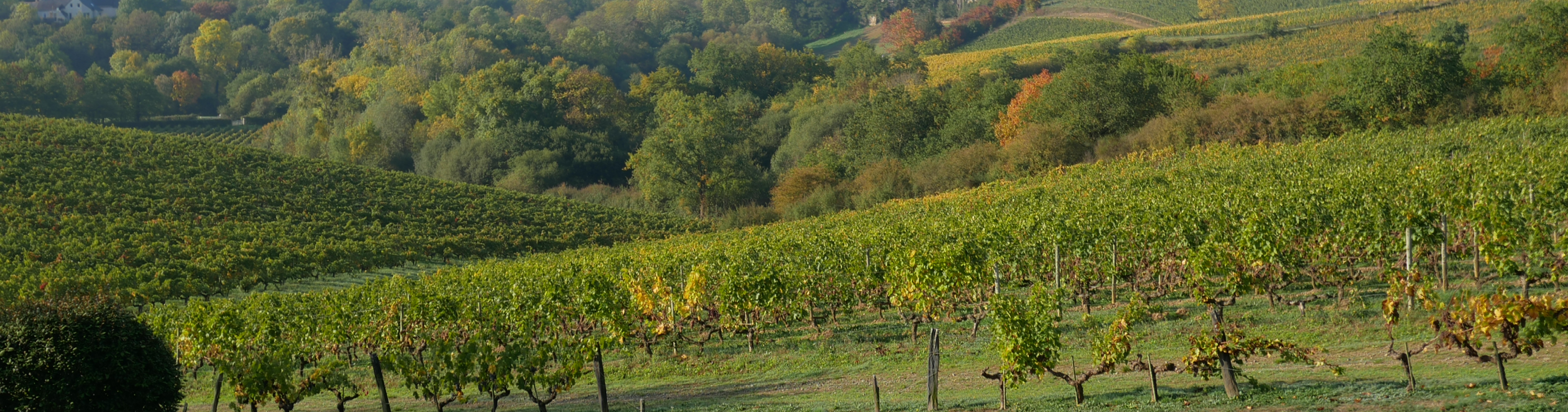 Loire Secrets - Séminaire dans un domaine viticole vignes - Val de Loire